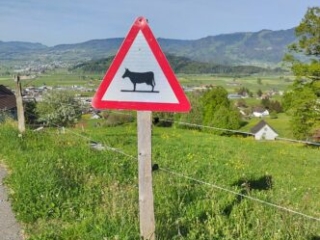 Achtung K&uuml;he beim Kloster Nigredo