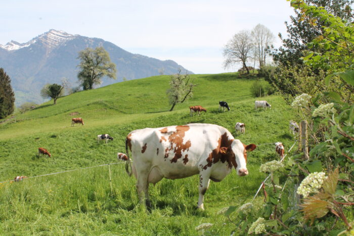 Kloster Nigredo - Meditationszentrum in Reichenburg in der Schweiz
