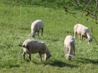 Schafe beim Kloster Nigredo - Meditationszentrum in Reichenburg in der Schweiz