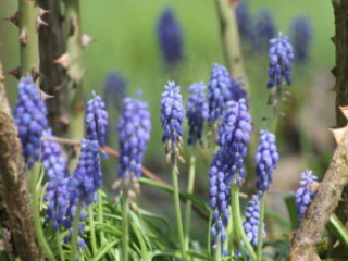 Kloster Nigredo - Meditationszentrum in Reichenburg in der Schweiz mit Zen Garten