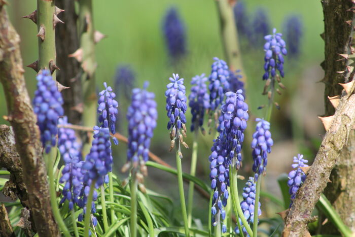 Kloster Nigredo - Meditationszentrum in Reichenburg in der Schweiz mit Zen Garten