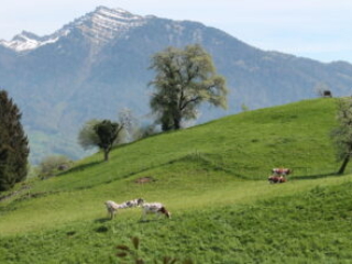 K&uuml;he in der Schweiz