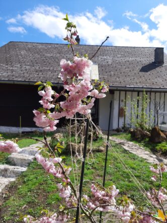 Sakura Hanami at the Nigredo Monastery
