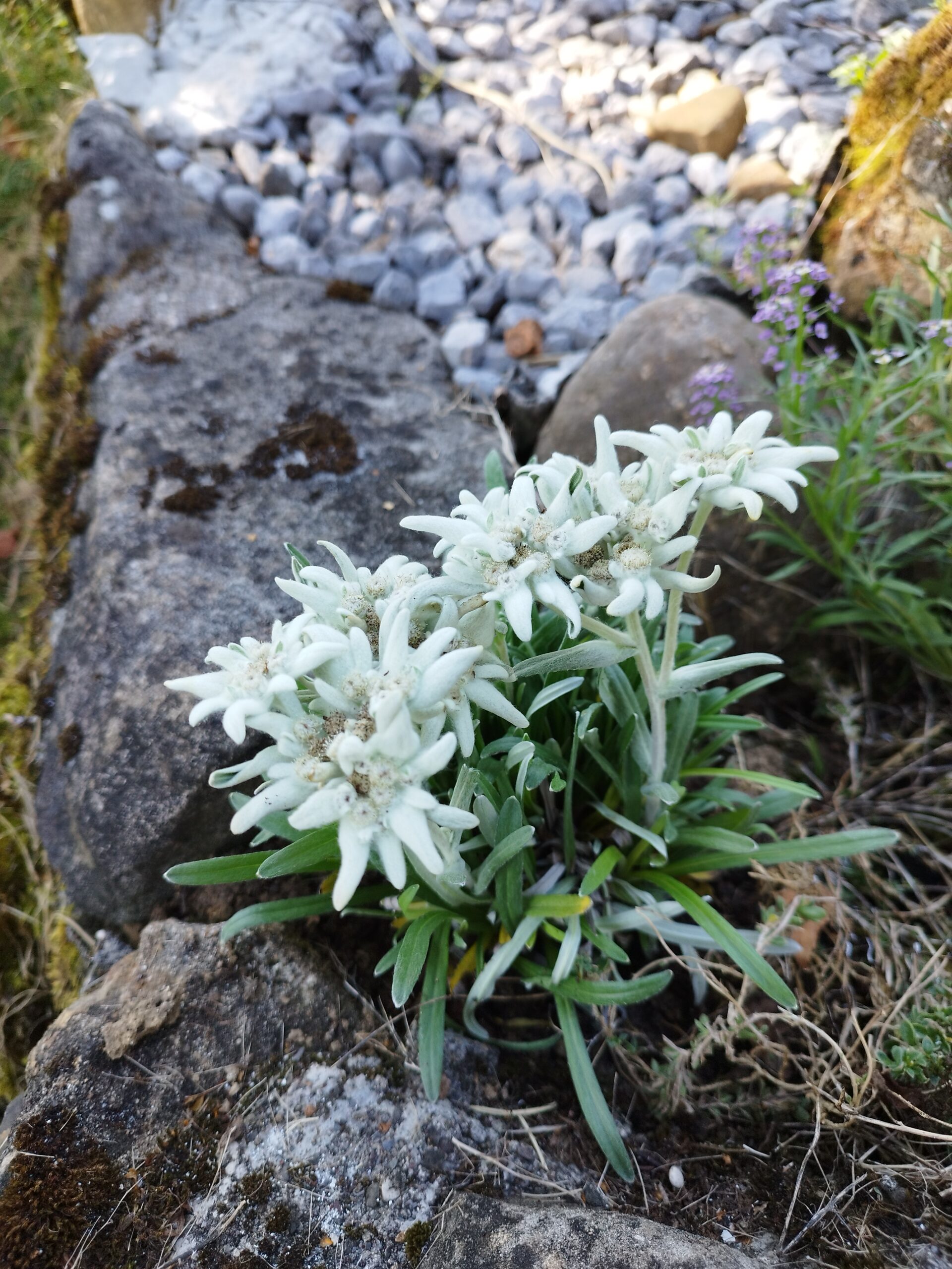 Edelweiss im Kloster Nigredo
