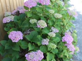 Tag der offenen T&uuml;r 2023 im Kloster Nigredo Reichenburg