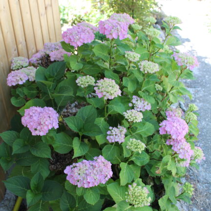 Tag der offenen T&uuml;r 2023 im Kloster Nigredo Reichenburg