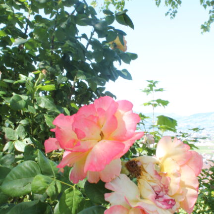 Tag der offenen T&uuml;r 2023 im Kloster Nigredo Reichenburg