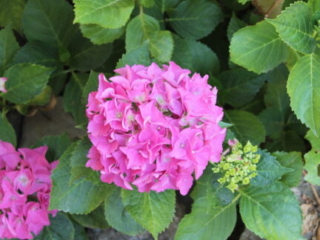 Tag der offenen T&uuml;r 2023 im Kloster Nigredo Reichenburg