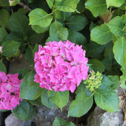 Tag der offenen T&uuml;r 2023 im Kloster Nigredo Reichenburg