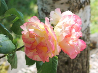 Tag der offenen T&uuml;r 2023 im Kloster Nigredo Reichenburg